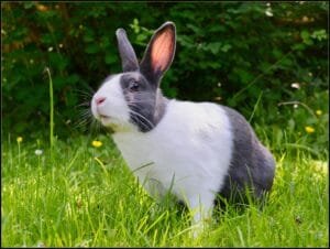 Rabbit