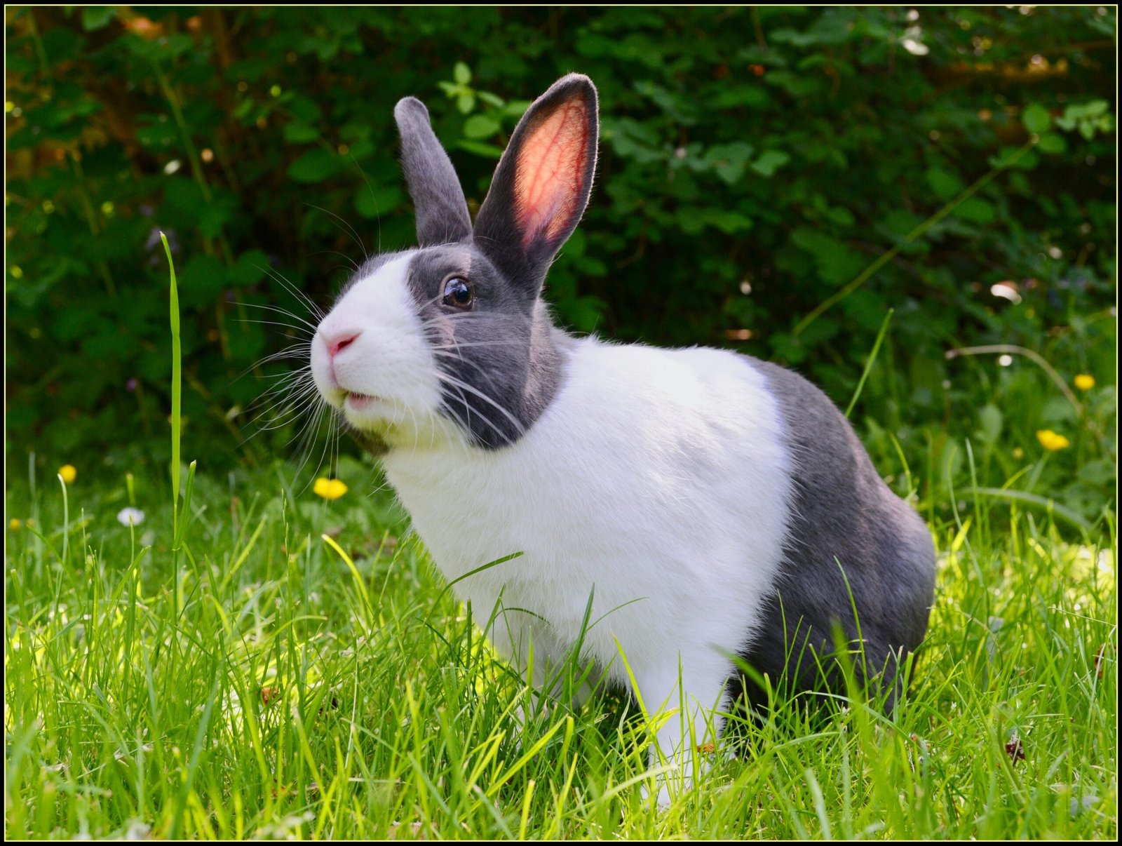 Do I have a Happy Bunny?